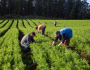 25 de julho: agricultura familiar, um modelo de vida sustentável