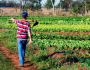 CONTRAF BRASIL participa do debate da proposta que cria a Semana da Agricultura Familiar