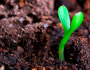 FAO e Consea iniciam celebrações do Dia Mundial da Alimentação