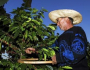 20 culturas da agricultura familiar têm bônus em março