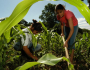 Agricultura familiar do Brasil é 8ª maior produtora de alimentos do mundo