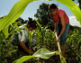 Agricultura familiar do Brasil é 8ª maior produtora de alimentos do mundo