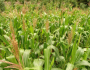 MDA concede benefício do Garantia-Safra a mais 7 mil agricultores familiares