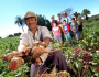 Agricultura familiar garante 70% da mesa do brasileiro, mas está longe do agro 4.0