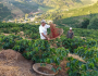 Crédito emergencial para agricultura familiar é o socorro para produção no campo