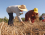 Governo muda regras do Pronaf para cooperativas da agricultura familiar